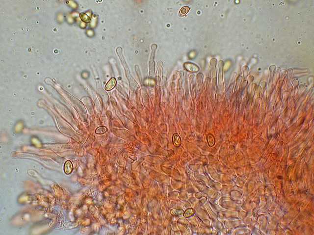 Galerina stylifera   (G.F. Atk.) A.H. Sm. & Singer